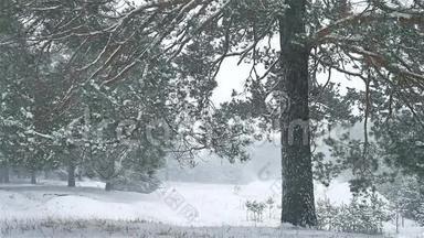 暴风雪森林自然暴雪冬天，圣诞树和松林景观