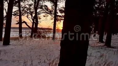 冬林和阳光景观.. 阳光圣诞树美丽的冬林雪刺眼的阳光