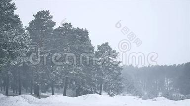 暴风雪森林暴雪冬天，圣诞树和松树自然森林景观