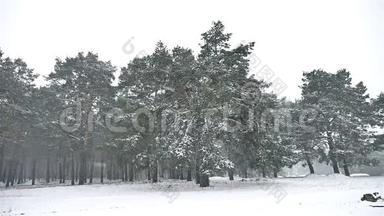 雪灾森林自然暴雪冬季降雪圣诞树松林景观