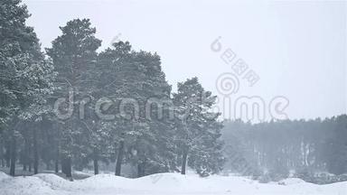 <strong>暴</strong>风<strong>雪森林暴雪</strong>冬天，圣诞树和自然松林景观