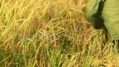 农民在田里收割水稻