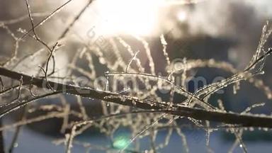 冰冻的树枝，阳光，阳光，美丽的阳光，冬天的风景
