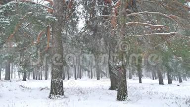 美丽<strong>的暴雪</strong>圣诞树冬季景观，傍晚在<strong>雪</strong>景<strong>中的</strong>大自然