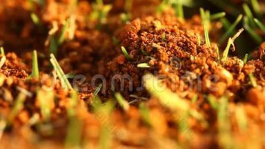 蚂蚁在干燥的沙漠土壤中建造家园。