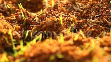 蚂蚁在干燥的沙漠土壤中建造家园。