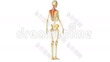 人体肌肉骨骼系统