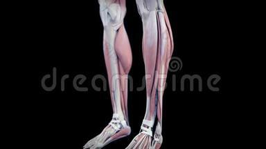 人体肌肉系统
