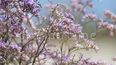 卡斯皮亚的紫色花朵