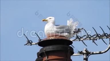 城市海鸥单鸟筑巢海鸥鸟空中屋顶城市屋顶建筑电视海鸥海鸥