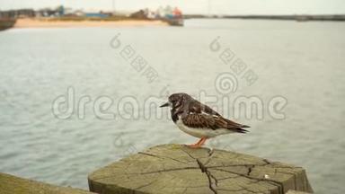 海上码头上的沙漏，海上木制码头上的一只小鸟