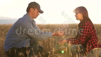 农民男女评估谷物收获。 农学家研究粮食的质量. 商务人员检查
