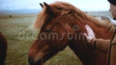 近距离观看年轻的<strong>旅人</strong>抚摸着在田野上放牧的棕色冰岛马。 在大自然中行走的游客。