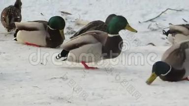 一群鸭子在雪地上吃东西