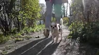 美丽可爱的奇瓦瓦狗在城市公园<strong>散步</strong>，走在业主的皮带，慢镜头。 狗在<strong>小路</strong>上走。 刺眼的阳光