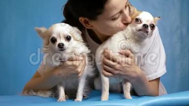 狗的年轻女主人拥抱和亲吻两只奇瓦瓦。 爱人爱狗