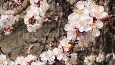 杏花盛开的花蕾，在春天阳光明媚、多风的日子里治愈了<strong>心血</strong>管疾病。