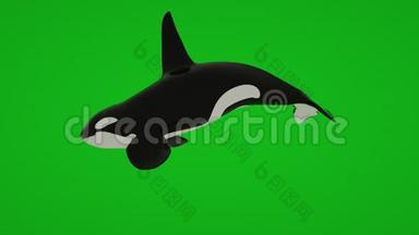 绿屏隔离的鲸鱼游泳动画，3d动画