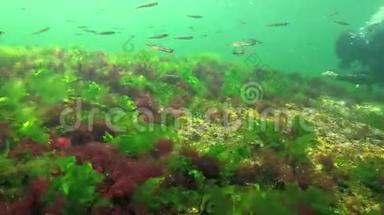 海洋中的光合作用，潜水员接触藻类合成的氧<strong>气泡</strong>。 <strong>水下</strong>岩石中的绿藻和红藻