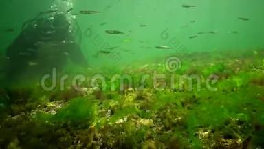 海洋中的光合作用，<strong>水下景观</strong>，鱼类花药。 绿藻、红藻和褐藻