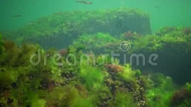 海洋中的光合作用，<strong>水下景观</strong>，鱼类花药。 绿藻、红藻和褐藻