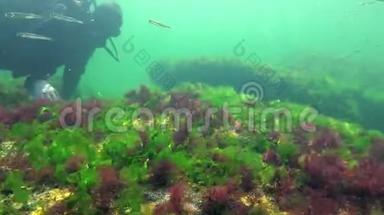 海洋中的光合作用，潜水员接触藻类合成的氧<strong>气泡</strong>。 <strong>水下</strong>岩石中的绿藻和红藻