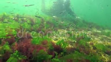海洋中的光合作用，潜水员接触藻类合成的氧气泡。 水下岩石中的绿藻和红藻