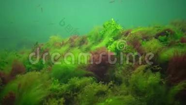 海洋中的光合作用，水下景观，鱼类花药。 绿<strong>藻</strong>、红<strong>藻</strong>和褐<strong>藻</strong>