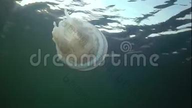 浮于水面的厚度中的黑海毛茎，俗称木桶水母，..