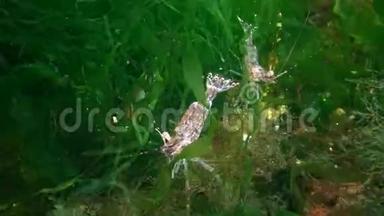 海底虾，敖德萨湾.. 通常被称为“波罗的海大虾”的棕榈虾是一种常见的虾种