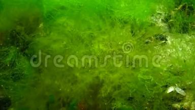 蝴蝶兰。 海上光合作用，<strong>水下景观</strong>.. <strong>水下</strong>岩石中的绿藻、红藻和褐藻