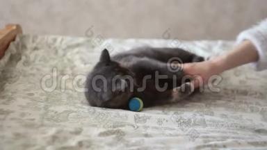 一个年轻的女孩正在抚摸躺在床上的一只灰色的猫。 一个年轻漂亮的女孩抚摸她心爱的猫。