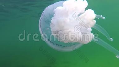 黑海，漂浮在水的厚度中的黑海根瘤，俗称桶水母，