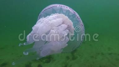 黑海，漂浮在水的<strong>厚度</strong>中的黑海根瘤，俗称桶水母，