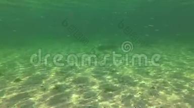 美丽的阳光照射在海床上，<strong>众多</strong>的小岛鱼在水柱中。 黑海