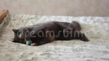一个年轻的女孩正在抚摸躺在床上的一只灰色的猫。 一个年轻漂亮的女孩抚摸她心爱的猫。