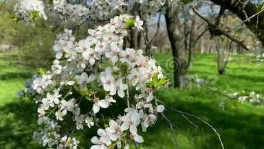 公共公园里盛开的白花梅树