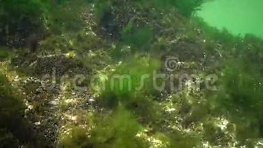 海上光合作用，水下景观.. 绿<strong>藻</strong>、红<strong>藻</strong>和褐<strong>藻</strong>在水下岩石中的浒苔、乌尔巴、铈，