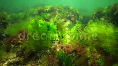 海上光合作用，<strong>水下景观</strong>.. 绿藻、红藻和褐藻在<strong>水下</strong>岩石中的浒苔、乌尔巴、铈，