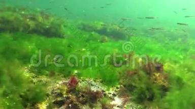 海上光合作用，<strong>水下景观</strong>.. 绿藻、红藻和褐藻在<strong>水下</strong>岩石中的浒苔、乌尔巴、铈，