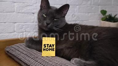 家<strong>猫</strong>躺在枕头上，带着留言卡`<strong>呆</strong>在家里。 社会距离，自我孤立的概念..
