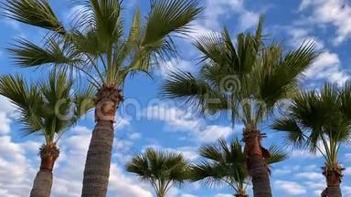 棕榈树，<strong>时间流逝</strong>，高速飞行，概念<strong>快速</strong>旅行