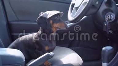 有趣的，听话的达克顺德狗坐在车里，坐在驾驶座后面的轮子上