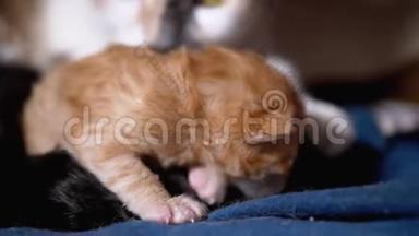 哺乳妈妈猫拥抱一只盲目的新生姜猫。 <strong>可爱猫</strong>家庭