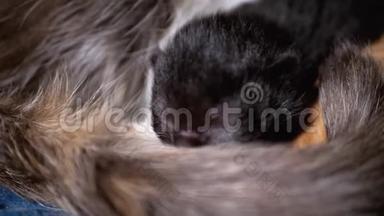 闭着眼睛的新生小猫躺在哺乳的猫妈妈身上。<strong>哺乳期</strong>小猫