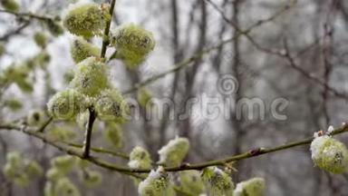 春天，一阵突然的冷响和一场暴风雪把开花的柳树的花洒落雪