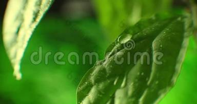 雨后美丽的绿叶.. 特写镜头。 超级慢-莫：落在绿叶上的雨滴。 新鲜芦荟胶