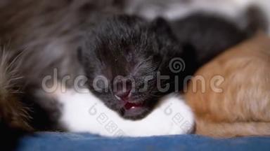<strong>初生</strong>的黑盲小猫闭着眼睛嘶嘶地躺在乳母猫身上