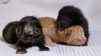三只刚出生的盲小<strong>黑红</strong>小猫在白色背景上爬行