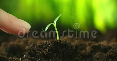 农业生态农业。 世界土壤日概念：男农手用绿叶种子树发芽，土壤在